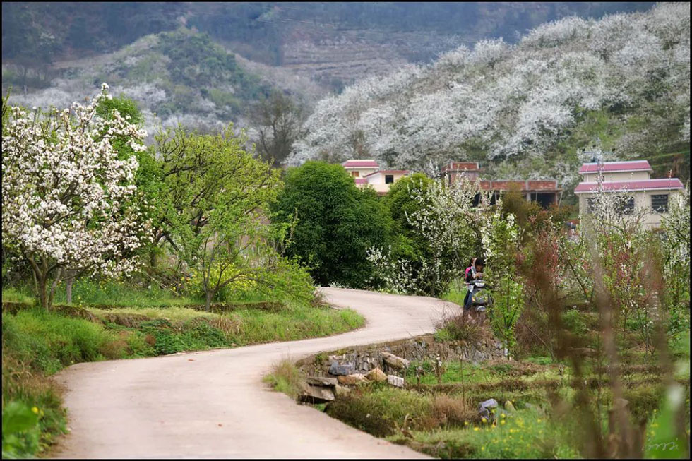 【春天，广西桂林灌阳县向您发出邀请！】我们在灌阳看梨花 - 游山玩水 - 大理生活社区 - 大理28生活网 dali.28life.com