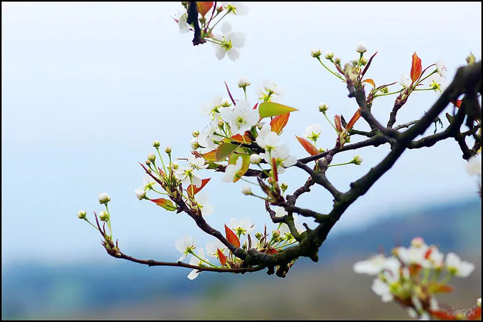 【春天，广西桂林灌阳县向您发出邀请！】我们在灌阳看梨花 - 游山玩水 - 大理生活社区 - 大理28生活网 dali.28life.com