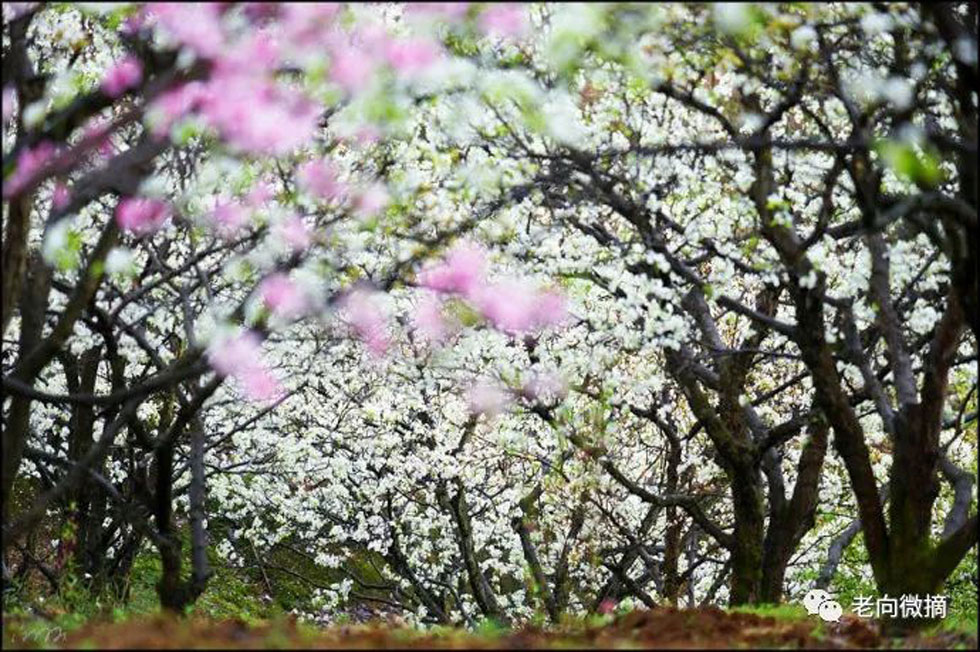 【春天，广西桂林灌阳县向您发出邀请！】我们在灌阳看梨花 - 游山玩水 - 大理生活社区 - 大理28生活网 dali.28life.com