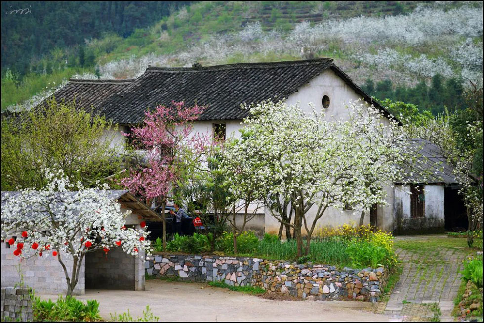 【春天，广西桂林灌阳县向您发出邀请！】我们在灌阳看梨花 - 游山玩水 - 大理生活社区 - 大理28生活网 dali.28life.com