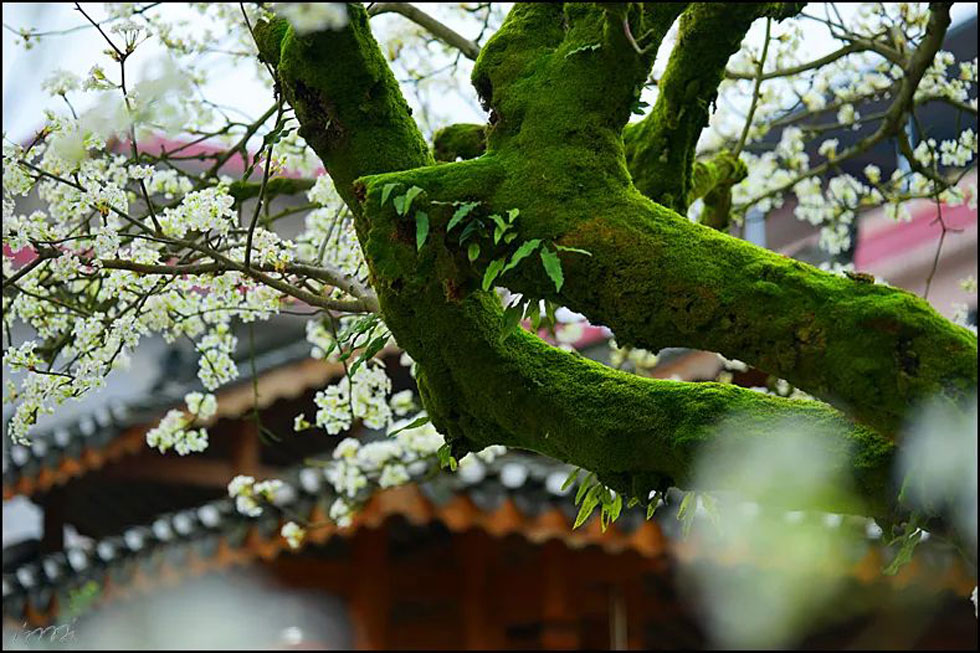 【春天，广西桂林灌阳县向您发出邀请！】我们在灌阳看梨花 - 游山玩水 - 大理生活社区 - 大理28生活网 dali.28life.com