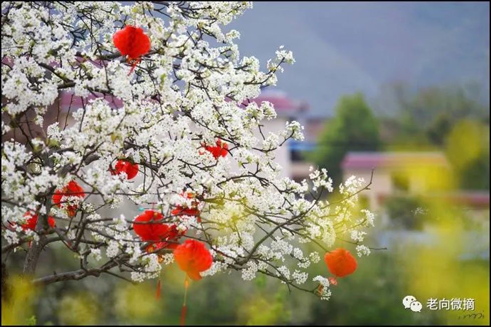 【春天，广西桂林灌阳县向您发出邀请！】我们在灌阳看梨花 - 游山玩水 - 大理生活社区 - 大理28生活网 dali.28life.com