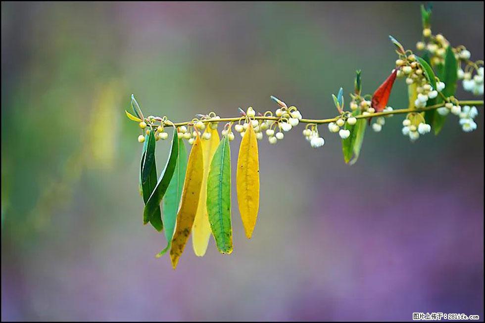 【春天，广西桂林灌阳县向您发出邀请！】米珠山前有片山苍子花在飘香 - 游山玩水 - 大理生活社区 - 大理28生活网 dali.28life.com