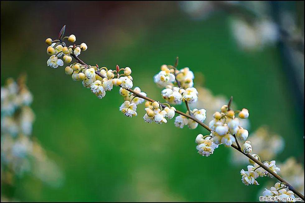 【春天，广西桂林灌阳县向您发出邀请！】米珠山前有片山苍子花在飘香 - 游山玩水 - 大理生活社区 - 大理28生活网 dali.28life.com