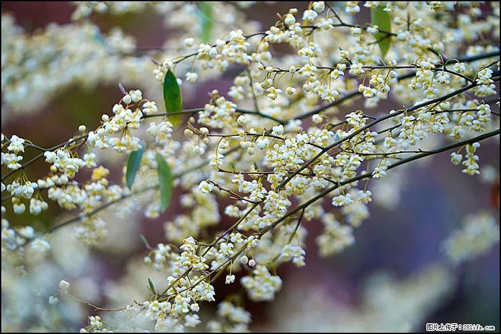 【春天，广西桂林灌阳县向您发出邀请！】米珠山前有片山苍子花在飘香 - 游山玩水 - 大理生活社区 - 大理28生活网 dali.28life.com