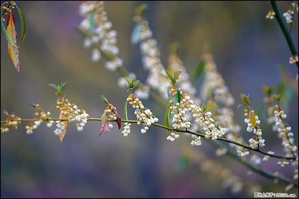 【春天，广西桂林灌阳县向您发出邀请！】米珠山前有片山苍子花在飘香 - 游山玩水 - 大理生活社区 - 大理28生活网 dali.28life.com