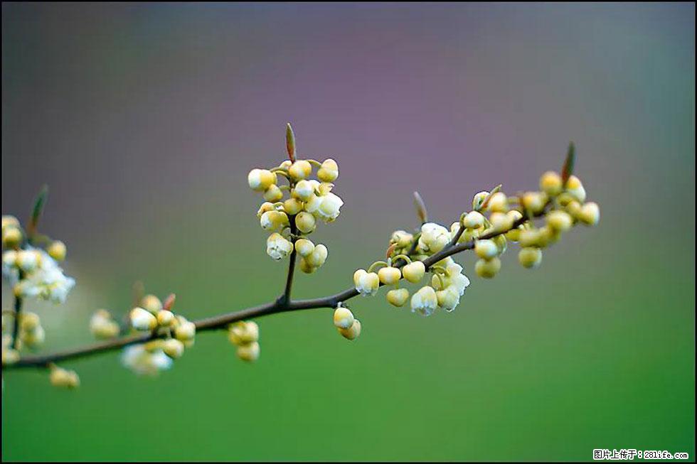 【春天，广西桂林灌阳县向您发出邀请！】米珠山前有片山苍子花在飘香 - 游山玩水 - 大理生活社区 - 大理28生活网 dali.28life.com