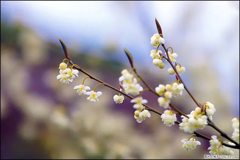 【春天，广西桂林灌阳县向您发出邀请！】米珠山前有片山苍子花在飘香 - 游山玩水 - 大理生活社区 - 大理28生活网 dali.28life.com