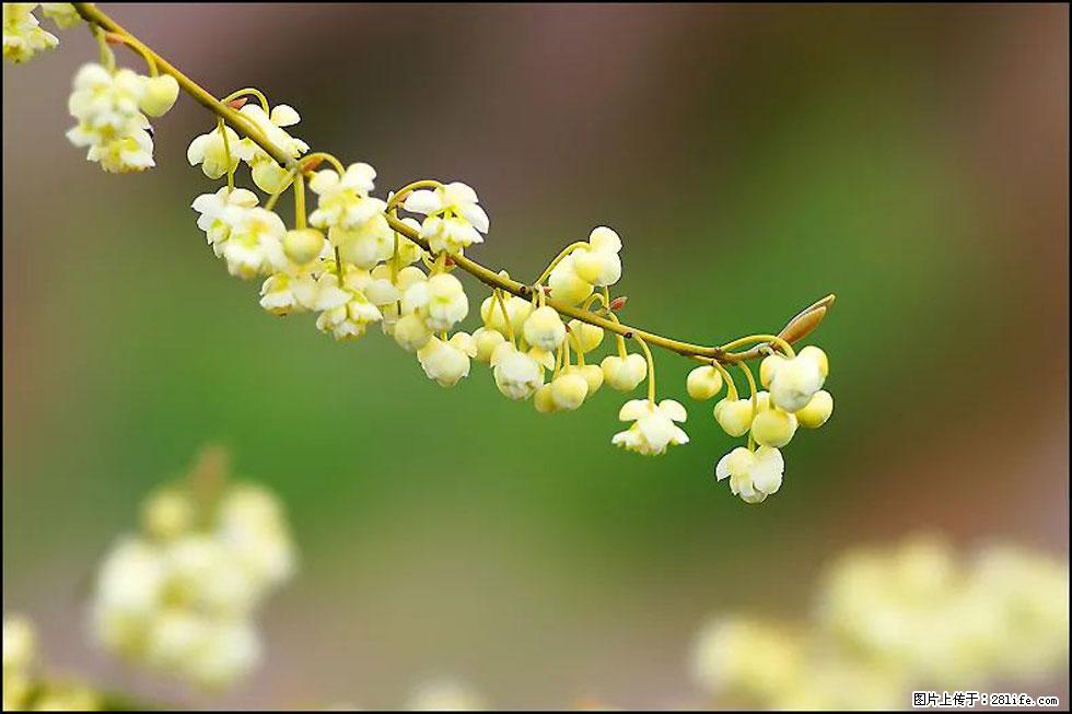 【春天，广西桂林灌阳县向您发出邀请！】米珠山前有片山苍子花在飘香 - 游山玩水 - 大理生活社区 - 大理28生活网 dali.28life.com
