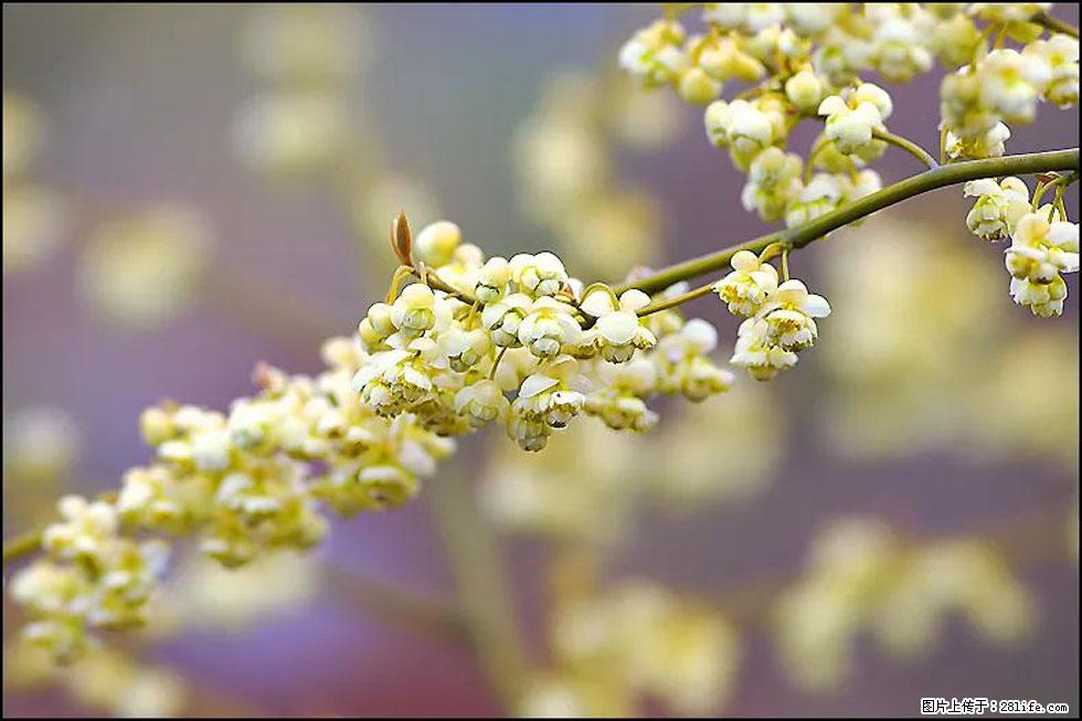 【春天，广西桂林灌阳县向您发出邀请！】米珠山前有片山苍子花在飘香 - 游山玩水 - 大理生活社区 - 大理28生活网 dali.28life.com