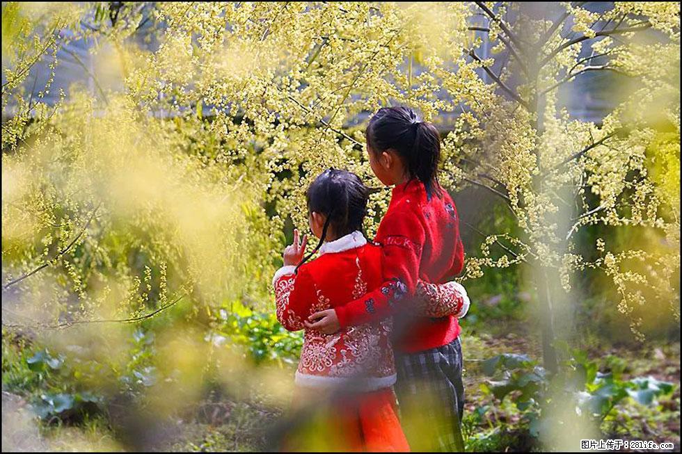 【春天，广西桂林灌阳县向您发出邀请！】米珠山前有片山苍子花在飘香 - 游山玩水 - 大理生活社区 - 大理28生活网 dali.28life.com