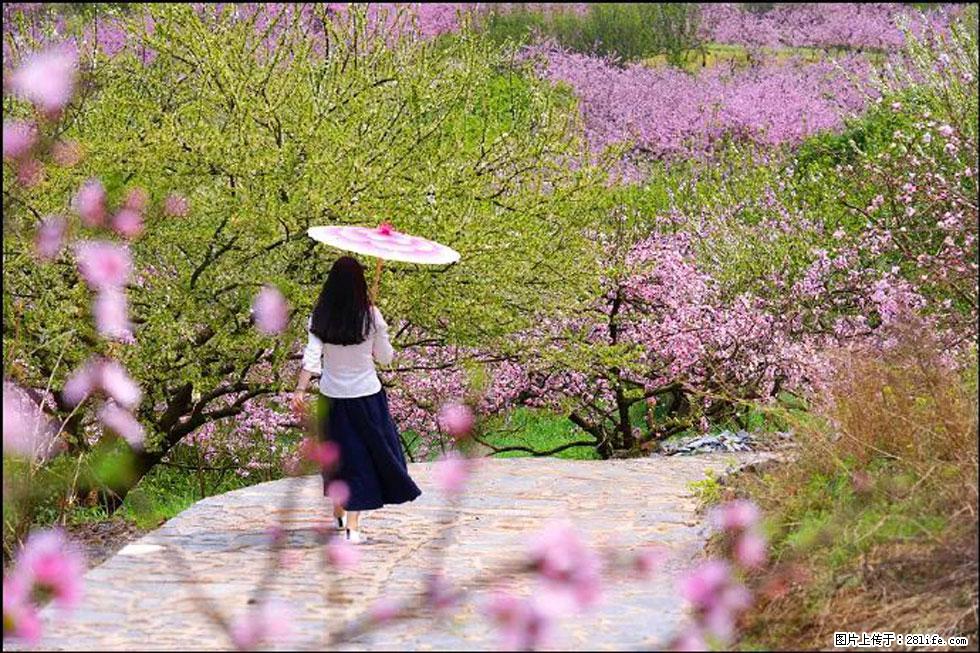 【春天,广西桂林灌阳县向您发出邀请!】官庄村有个醉美的桃花园 - 游山玩水 - 大理生活社区 - 大理28生活网 dali.28life.com