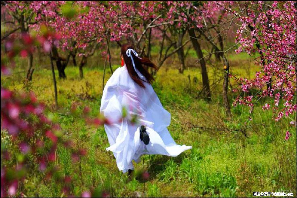 【春天,广西桂林灌阳县向您发出邀请!】官庄村有个醉美的桃花园 - 游山玩水 - 大理生活社区 - 大理28生活网 dali.28life.com