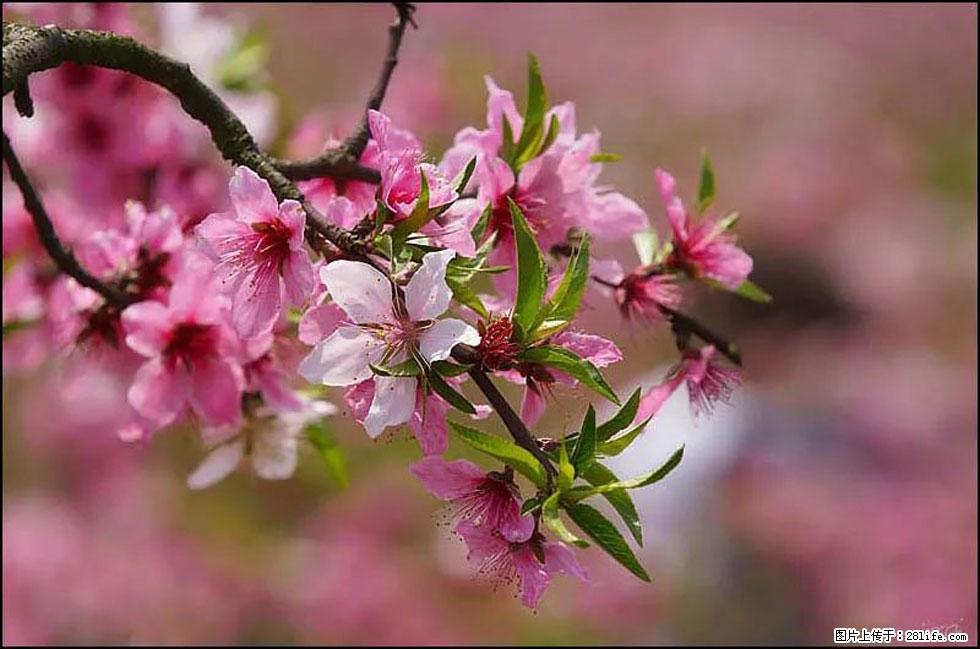 【春天,广西桂林灌阳县向您发出邀请!】官庄村有个醉美的桃花园 - 游山玩水 - 大理生活社区 - 大理28生活网 dali.28life.com