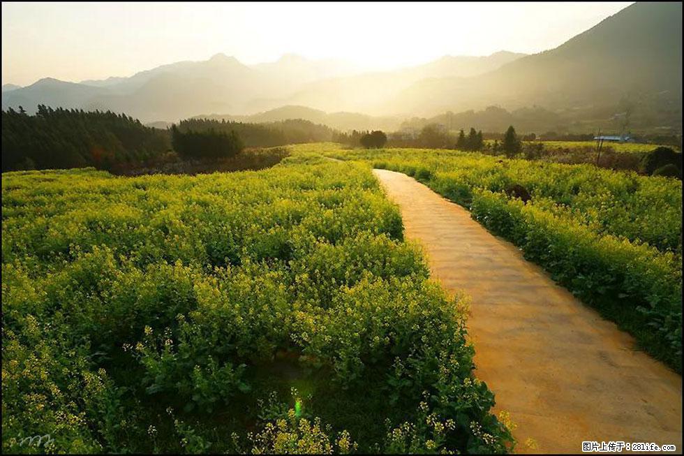 【春天，广西桂林灌阳县向您发出邀请！】长坪村油菜盛情花开 - 游山玩水 - 大理生活社区 - 大理28生活网 dali.28life.com