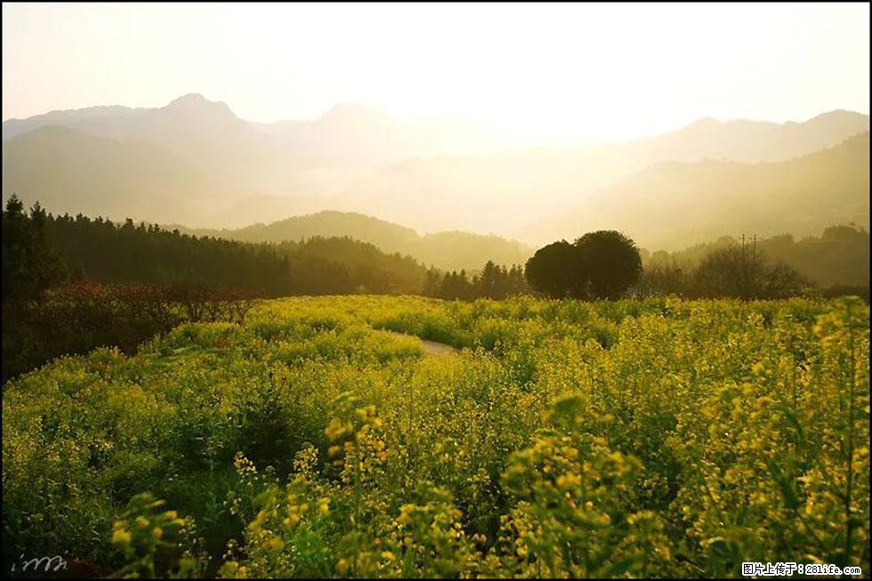 【春天，广西桂林灌阳县向您发出邀请！】长坪村油菜盛情花开 - 游山玩水 - 大理生活社区 - 大理28生活网 dali.28life.com