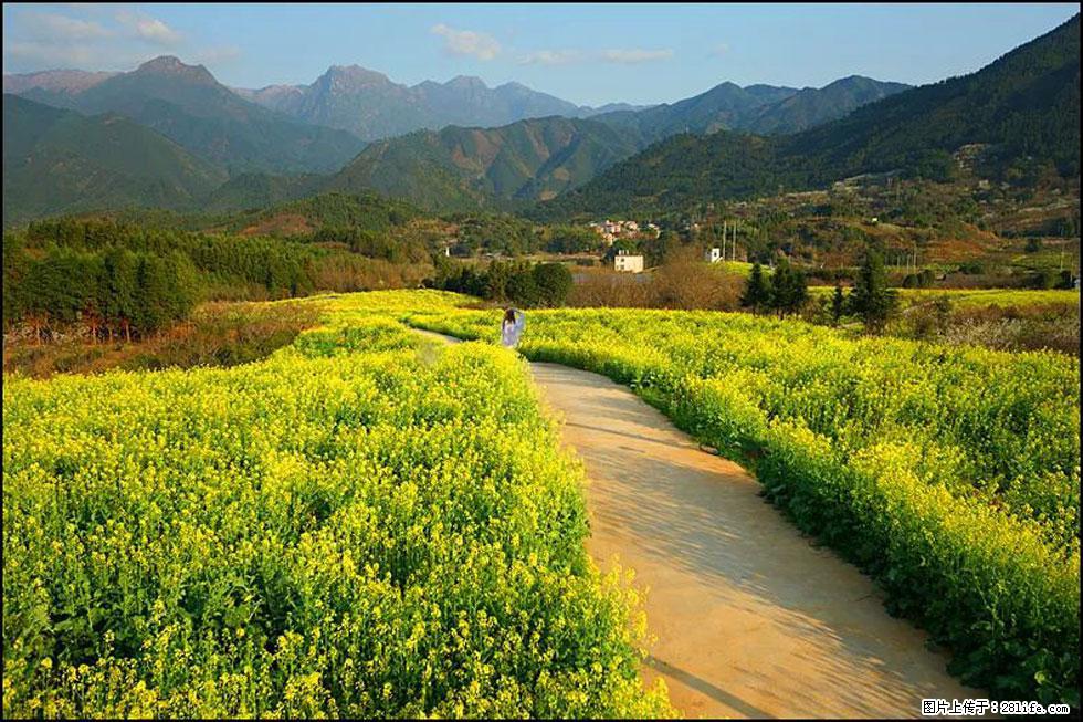 【春天，广西桂林灌阳县向您发出邀请！】长坪村油菜盛情花开 - 游山玩水 - 大理生活社区 - 大理28生活网 dali.28life.com