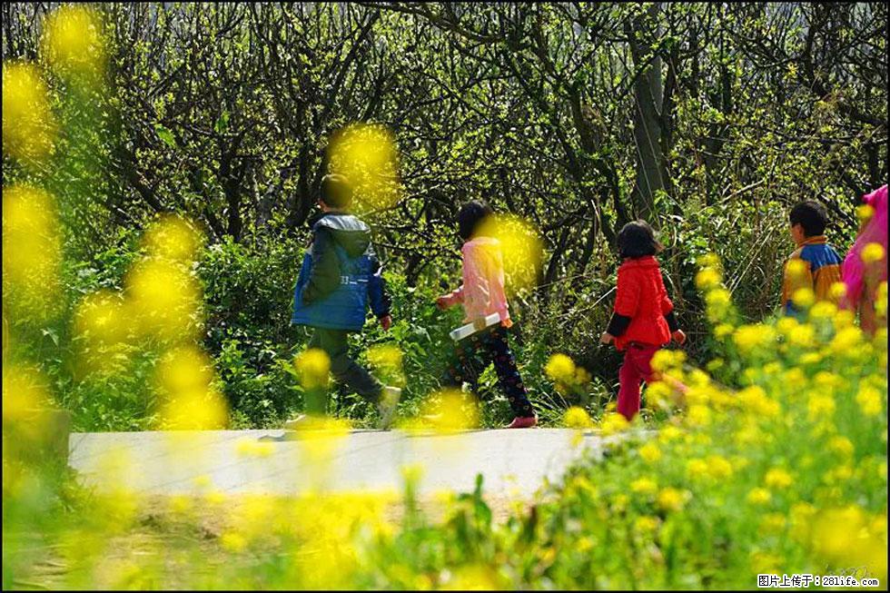 【春天，广西桂林灌阳县向您发出邀请！】长坪村油菜盛情花开 - 游山玩水 - 大理生活社区 - 大理28生活网 dali.28life.com