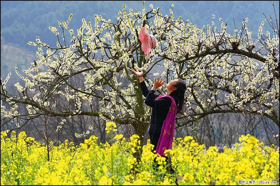 【春天，广西桂林灌阳县向您发出邀请！】长坪村油菜盛情花开 - 游山玩水 - 大理生活社区 - 大理28生活网 dali.28life.com