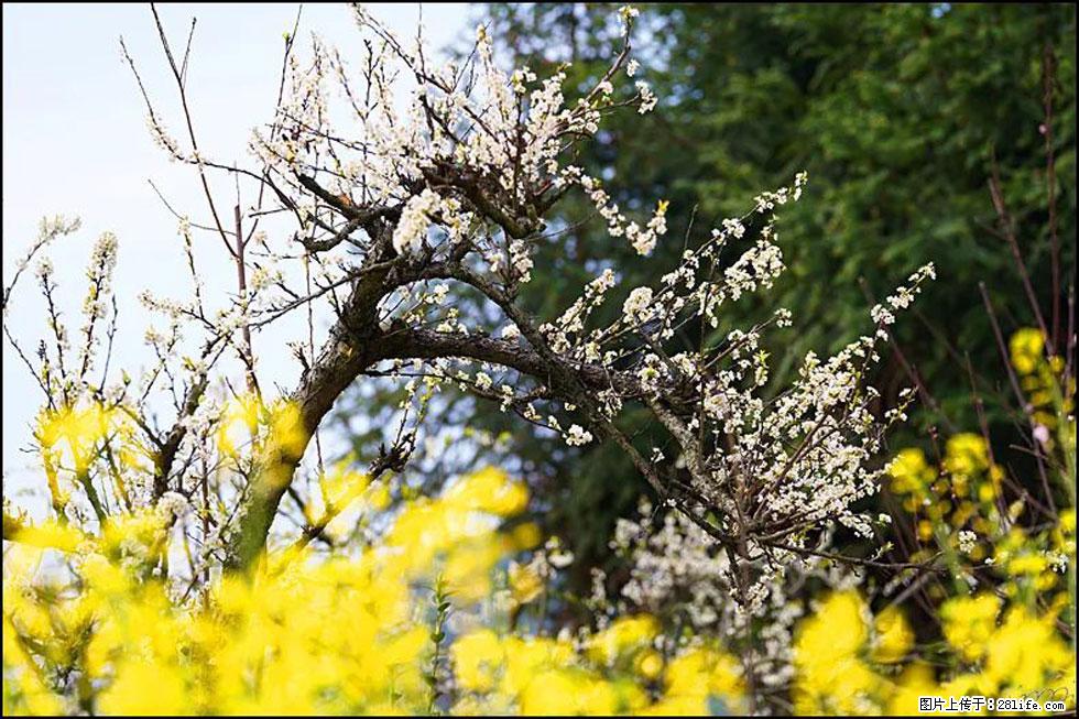 【春天，广西桂林灌阳县向您发出邀请！】长坪村油菜盛情花开 - 游山玩水 - 大理生活社区 - 大理28生活网 dali.28life.com