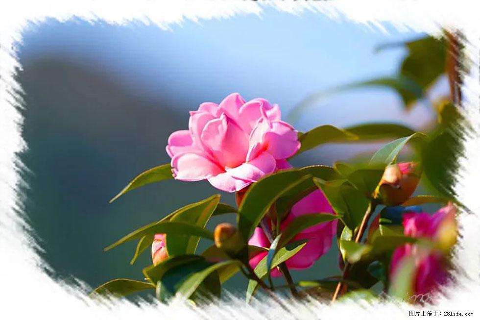 【春天，广西桂林灌阳县向您发出邀请！】杨柳井茶花惹人爱 - 游山玩水 - 大理生活社区 - 大理28生活网 dali.28life.com