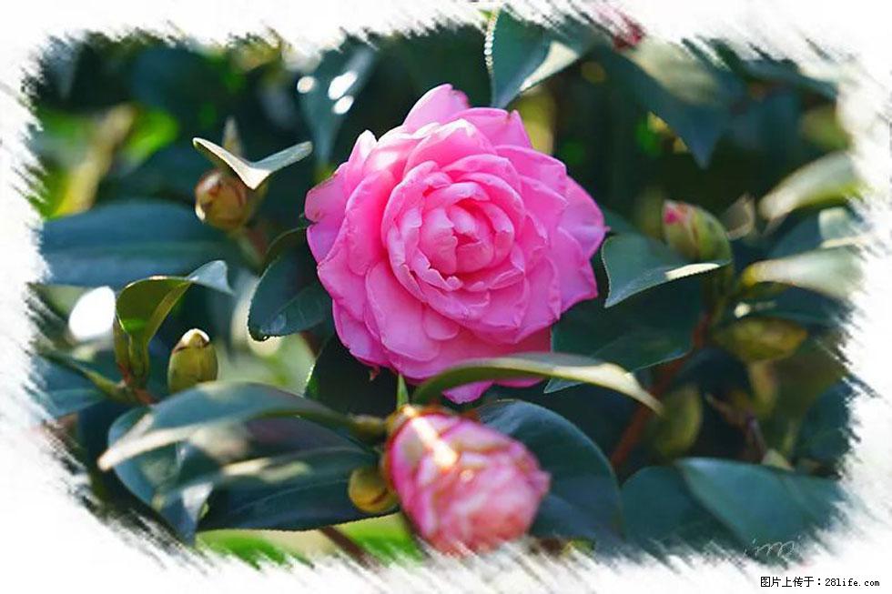 【春天，广西桂林灌阳县向您发出邀请！】杨柳井茶花惹人爱 - 游山玩水 - 大理生活社区 - 大理28生活网 dali.28life.com