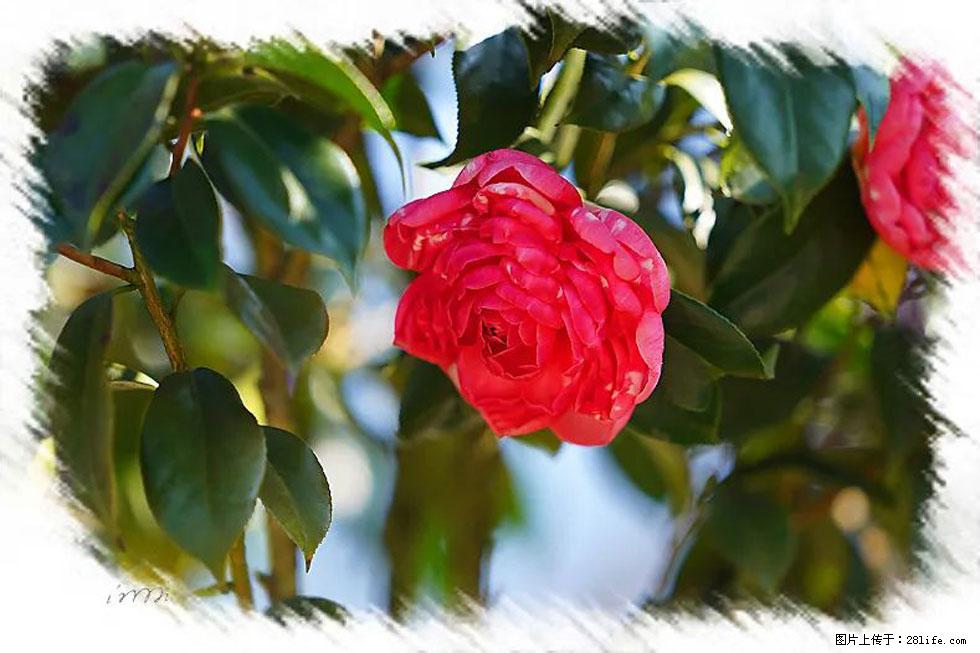 【春天，广西桂林灌阳县向您发出邀请！】杨柳井茶花惹人爱 - 游山玩水 - 大理生活社区 - 大理28生活网 dali.28life.com