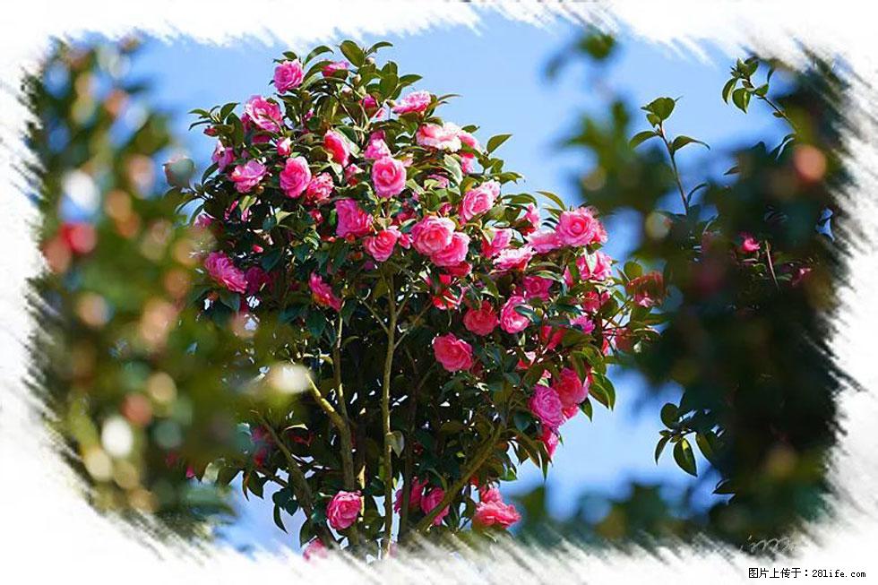 【春天，广西桂林灌阳县向您发出邀请！】杨柳井茶花惹人爱 - 游山玩水 - 大理生活社区 - 大理28生活网 dali.28life.com