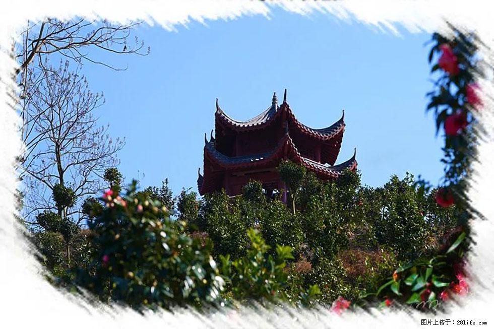 【春天，广西桂林灌阳县向您发出邀请！】杨柳井茶花惹人爱 - 游山玩水 - 大理生活社区 - 大理28生活网 dali.28life.com