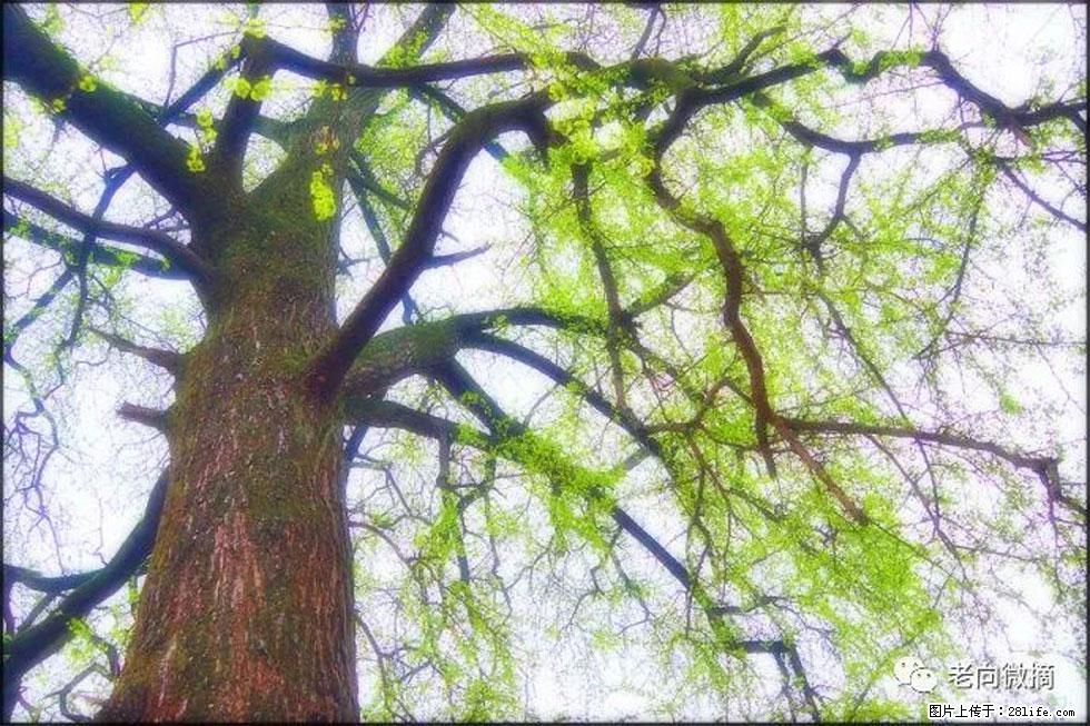 【春天，广西桂林灌阳县向您发出邀请！】在小龙村与春天约会 - 游山玩水 - 大理生活社区 - 大理28生活网 dali.28life.com