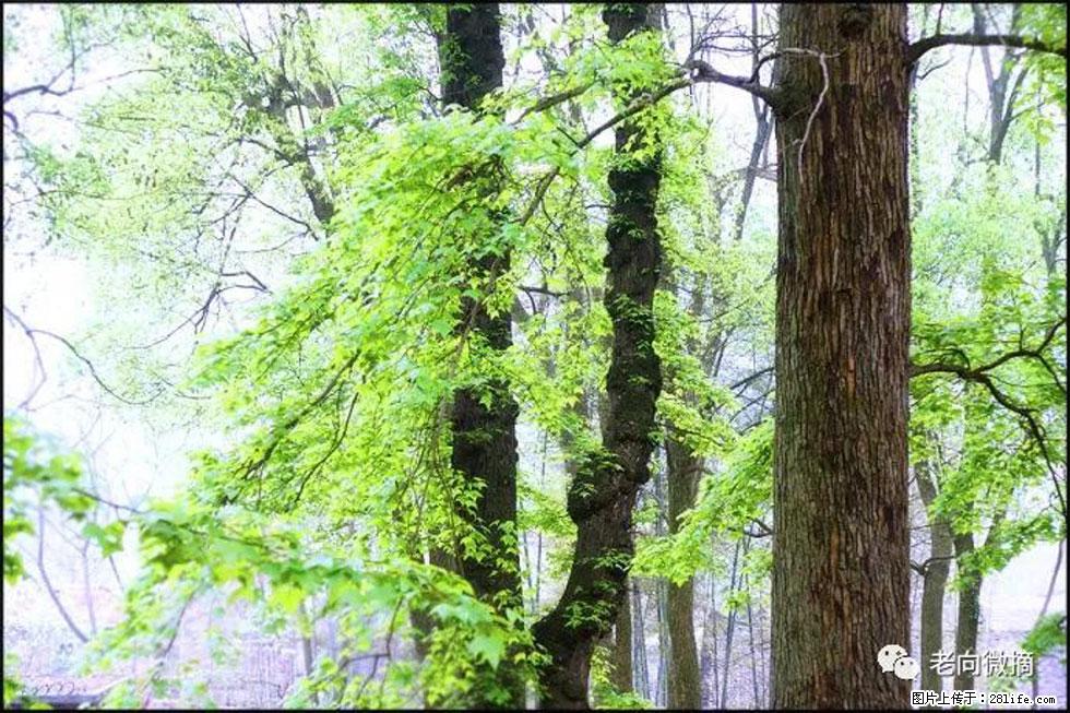 【春天，广西桂林灌阳县向您发出邀请！】在小龙村与春天约会 - 游山玩水 - 大理生活社区 - 大理28生活网 dali.28life.com