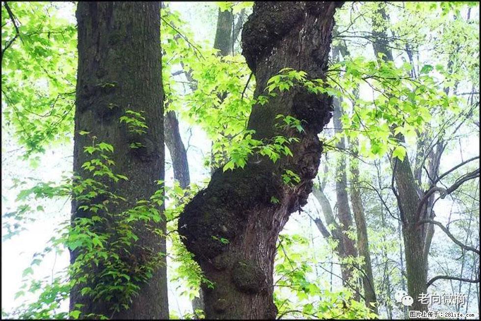 【春天，广西桂林灌阳县向您发出邀请！】在小龙村与春天约会 - 游山玩水 - 大理生活社区 - 大理28生活网 dali.28life.com