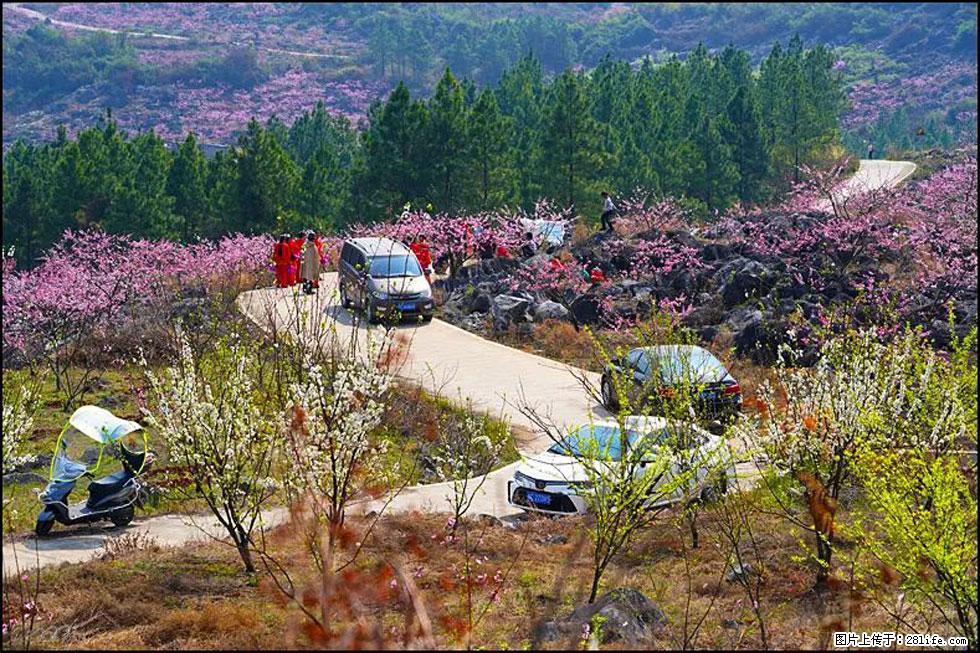 【春天，广西桂林灌阳县向您发出邀请！】望月岭上桃花开 - 游山玩水 - 大理生活社区 - 大理28生活网 dali.28life.com