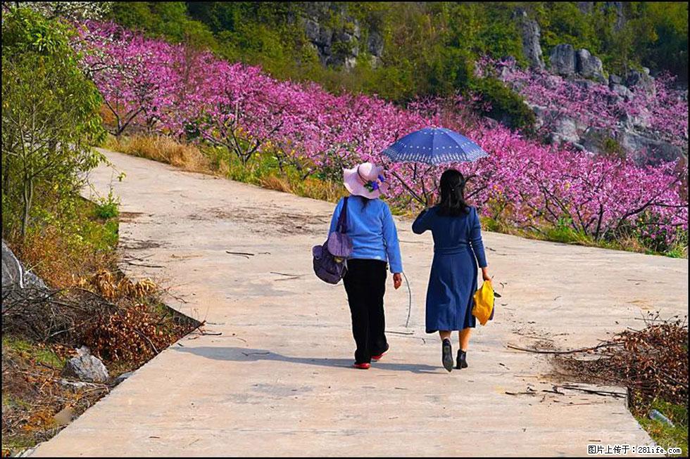 【春天，广西桂林灌阳县向您发出邀请！】望月岭上桃花开 - 游山玩水 - 大理生活社区 - 大理28生活网 dali.28life.com