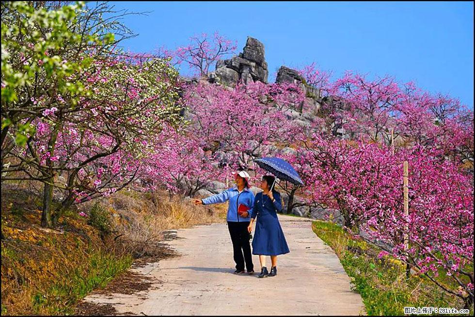 【春天，广西桂林灌阳县向您发出邀请！】望月岭上桃花开 - 游山玩水 - 大理生活社区 - 大理28生活网 dali.28life.com