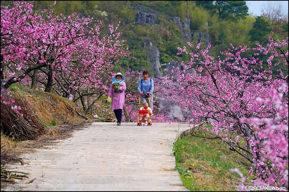 【春天，广西桂林灌阳县向您发出邀请！】望月岭上桃花开 - 游山玩水 - 大理生活社区 - 大理28生活网 dali.28life.com