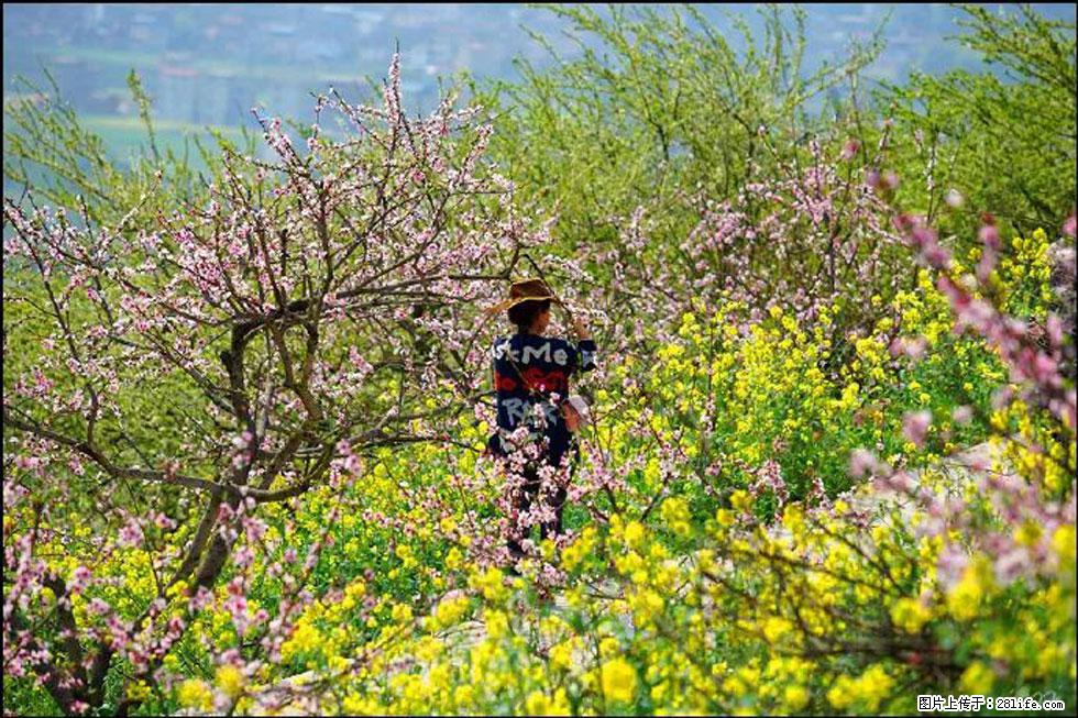 【春天，广西桂林灌阳县向您发出邀请！】望月岭上桃花开 - 游山玩水 - 大理生活社区 - 大理28生活网 dali.28life.com