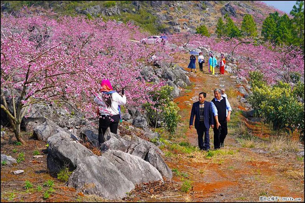 【春天，广西桂林灌阳县向您发出邀请！】望月岭上桃花开 - 游山玩水 - 大理生活社区 - 大理28生活网 dali.28life.com
