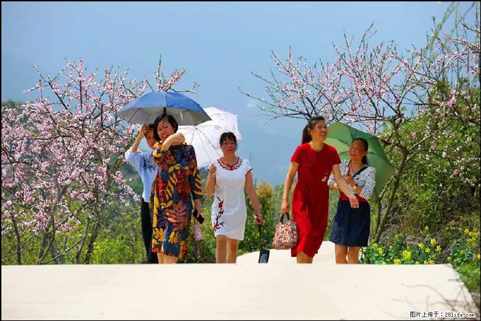 【春天，广西桂林灌阳县向您发出邀请！】望月岭上桃花开 - 游山玩水 - 大理生活社区 - 大理28生活网 dali.28life.com