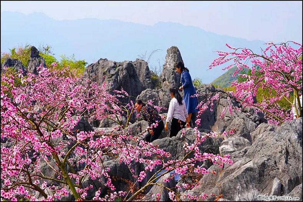 【春天，广西桂林灌阳县向您发出邀请！】望月岭上桃花开 - 游山玩水 - 大理生活社区 - 大理28生活网 dali.28life.com