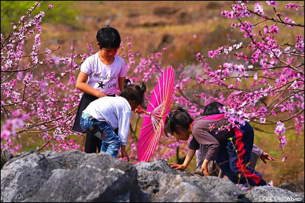 【春天，广西桂林灌阳县向您发出邀请！】望月岭上桃花开 - 游山玩水 - 大理生活社区 - 大理28生活网 dali.28life.com