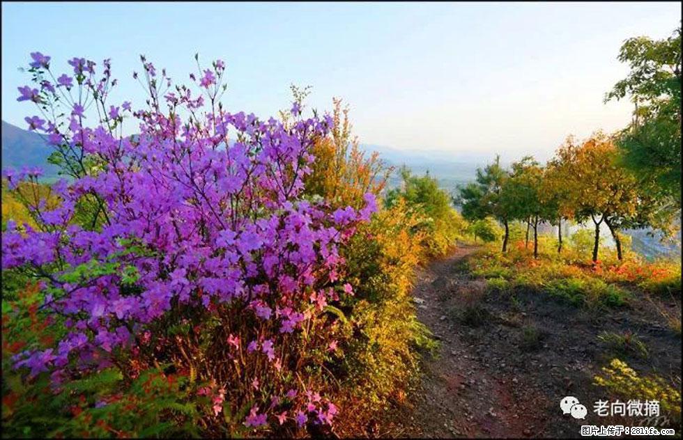 【春天，广西桂林灌阳县向您发出邀请！】登麒麟山，相约映山红 - 游山玩水 - 大理生活社区 - 大理28生活网 dali.28life.com