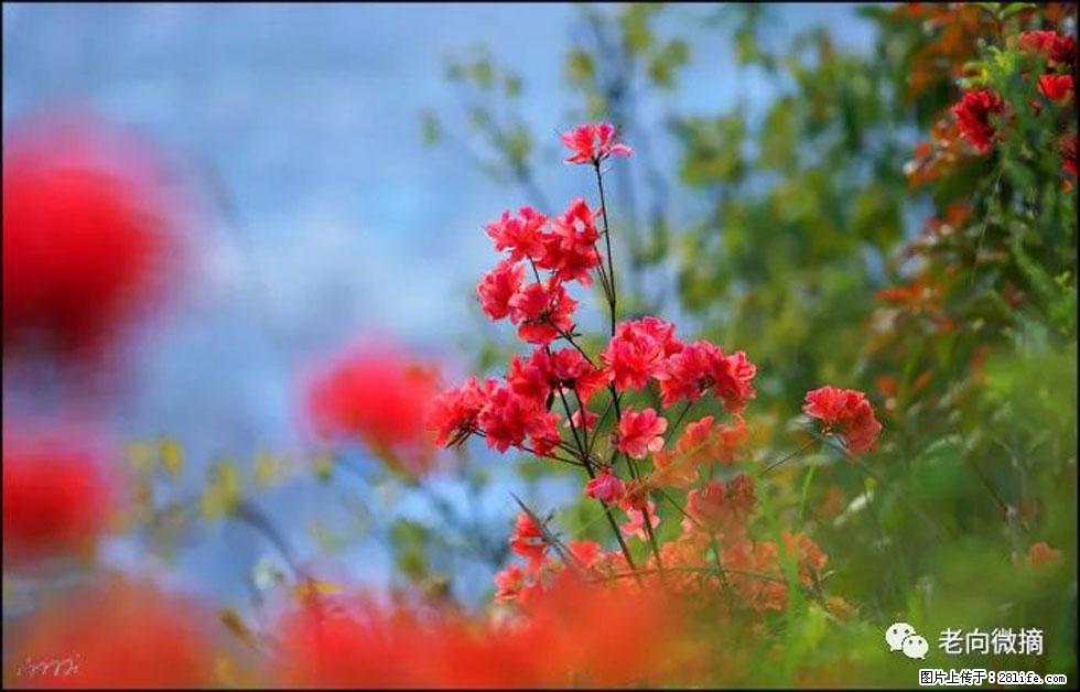 【春天，广西桂林灌阳县向您发出邀请！】登麒麟山，相约映山红 - 游山玩水 - 大理生活社区 - 大理28生活网 dali.28life.com