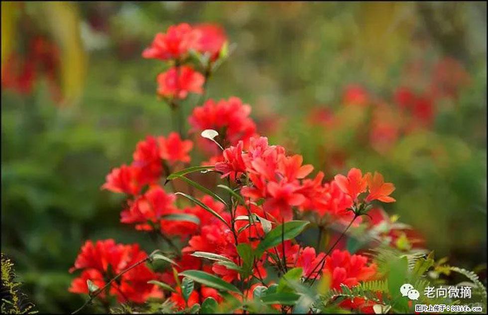 【春天，广西桂林灌阳县向您发出邀请！】登麒麟山，相约映山红 - 游山玩水 - 大理生活社区 - 大理28生活网 dali.28life.com