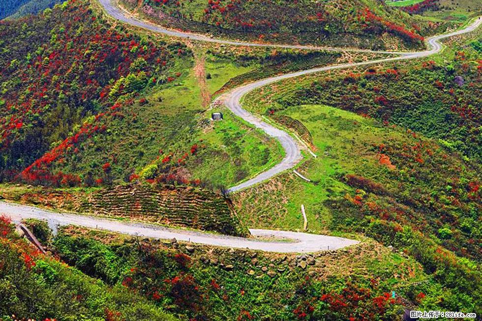 【春天，广西桂林灌阳县向您发出邀请！】春木界上映山红 - 游山玩水 - 大理生活社区 - 大理28生活网 dali.28life.com