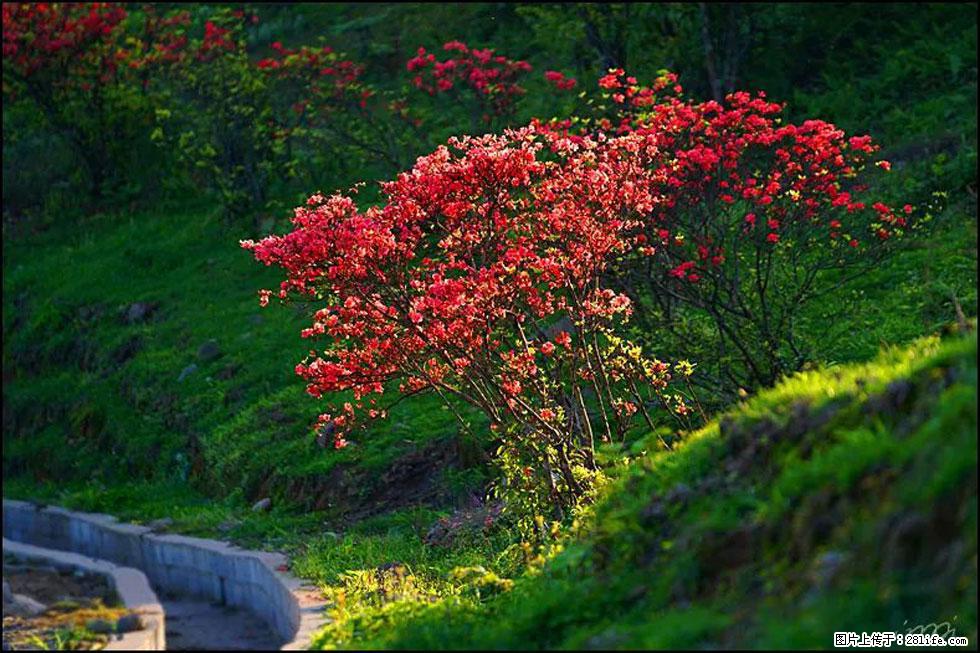 【春天，广西桂林灌阳县向您发出邀请！】春木界上映山红 - 游山玩水 - 大理生活社区 - 大理28生活网 dali.28life.com