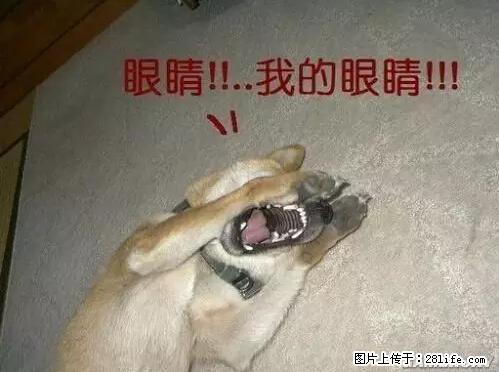 笑癫了!一女的怀孕三年未生,他终于忍不住了... - 娱乐八卦 - 大理生活社区 - 大理28生活网 dali.28life.com