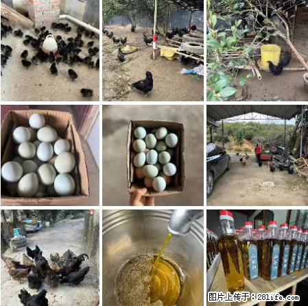 油茶园从小鸡仔开始养起的纯土鸡、土鸡蛋可以预定啦!还有前几天刚榨的纯山茶油哦 - 美食天地 - 大理生活社区 - 大理28生活网 dali.28life.com
