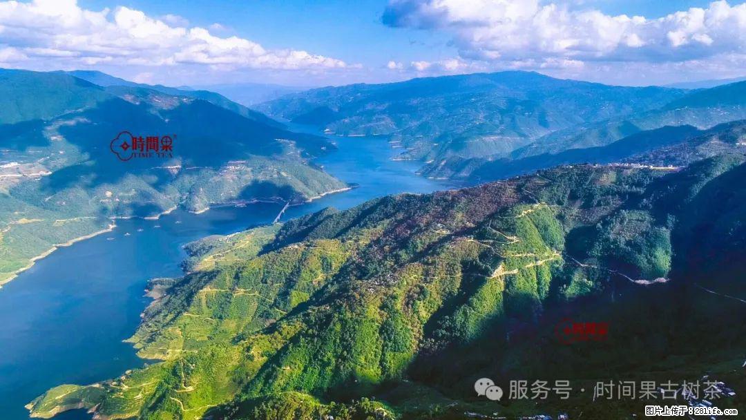 时间果百年古树龙珠普洱生茶 - 购物交流 - 大理生活社区 - 大理28生活网 dali.28life.com