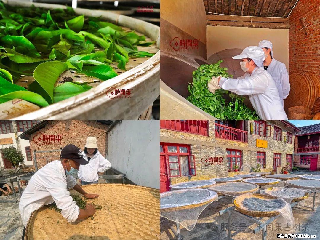 时间果百年古树龙珠普洱生茶 - 购物交流 - 大理生活社区 - 大理28生活网 dali.28life.com